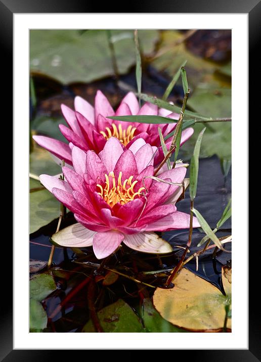 Water Lily Framed Mounted Print by Irina Walker