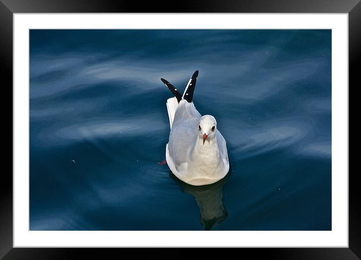 Seagull Framed Mounted Print by Irina Walker