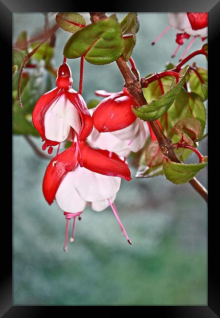 Pink And White Fuschias Framed Print by Irina Walker