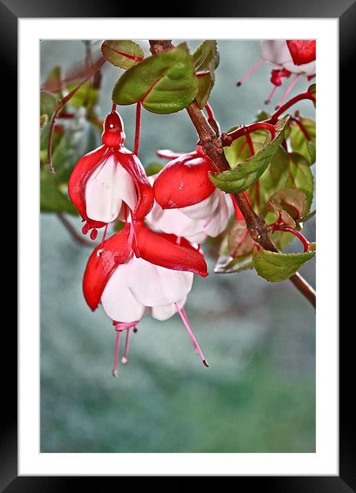 Pink And White Fuschias Framed Mounted Print by Irina Walker