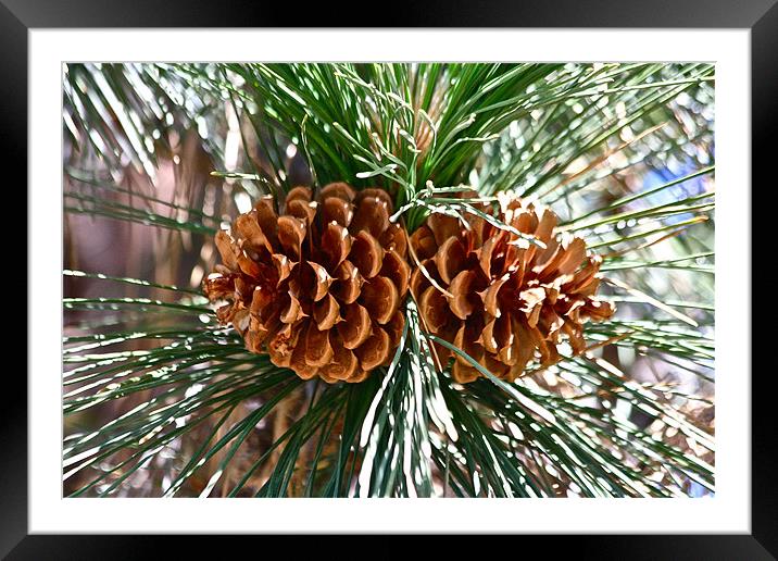 The Pine Cones Framed Mounted Print by Irina Walker