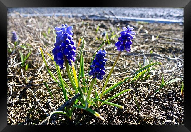  Blue Hyacinth Framed Print by Irina Walker