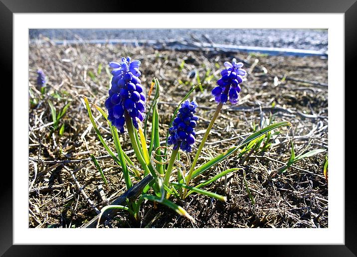  Blue Hyacinth Framed Mounted Print by Irina Walker