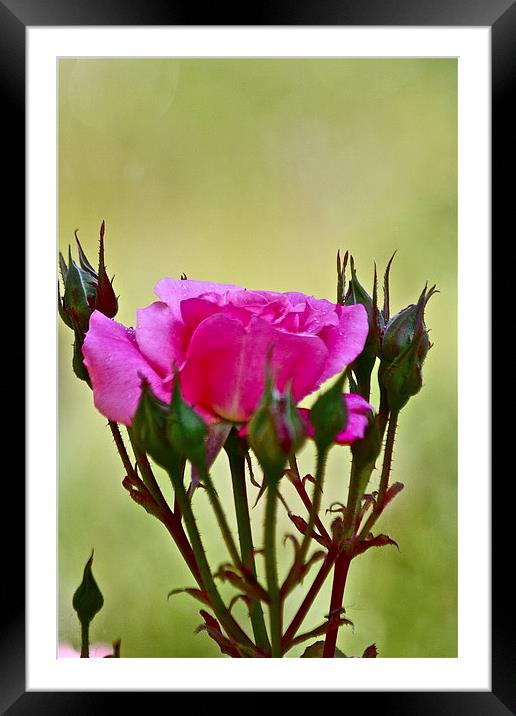  The Rose Framed Mounted Print by Irina Walker