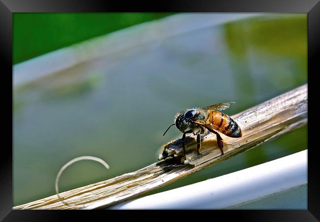  Honey Bee Framed Print by Irina Walker