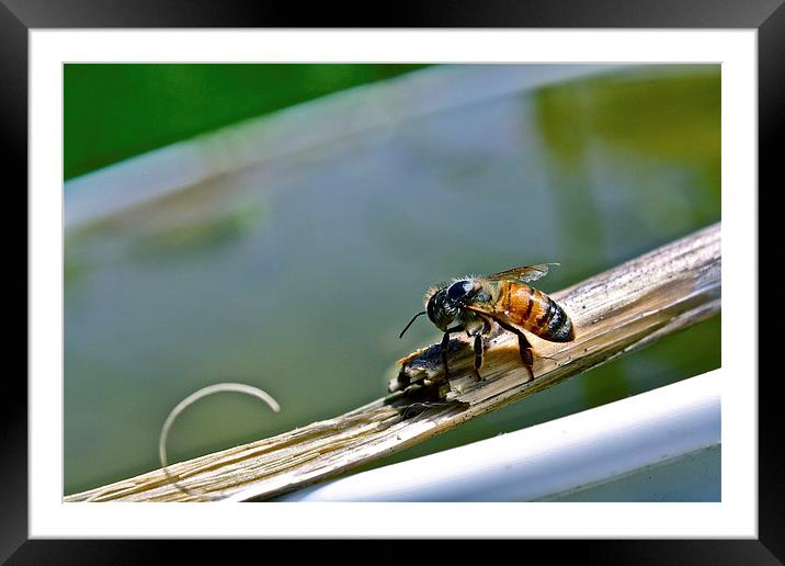  Honey Bee Framed Mounted Print by Irina Walker