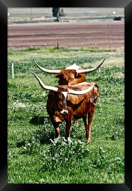  Texas Longhorn Cows Framed Print by Irina Walker