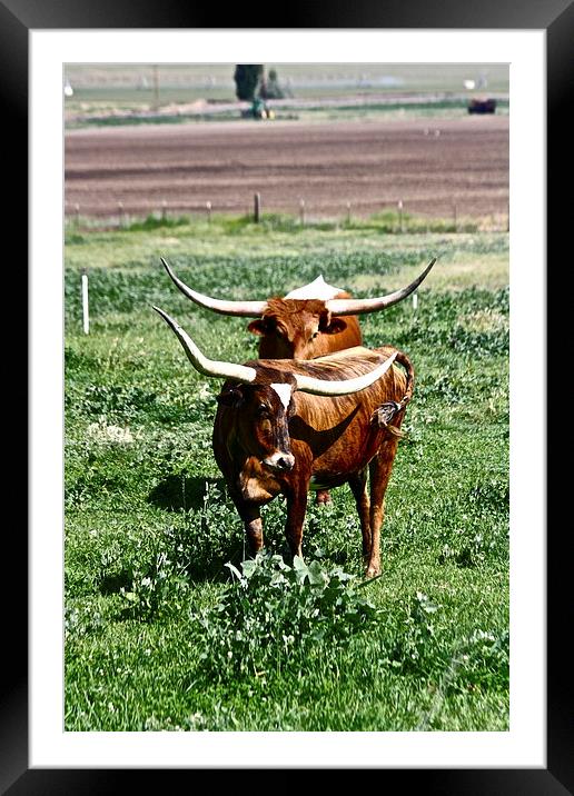  Texas Longhorn Cows Framed Mounted Print by Irina Walker
