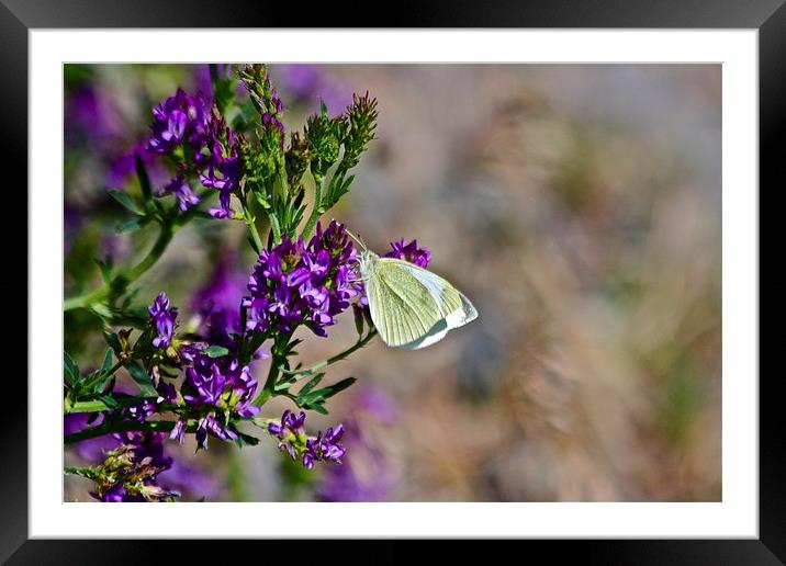  Cabbage Butterly Framed Mounted Print by Irina Walker