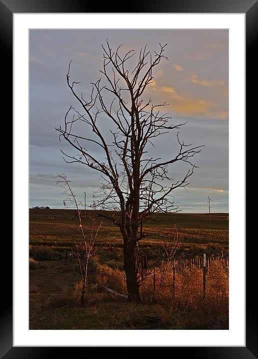 The Lone Tree Framed Mounted Print by Irina Walker