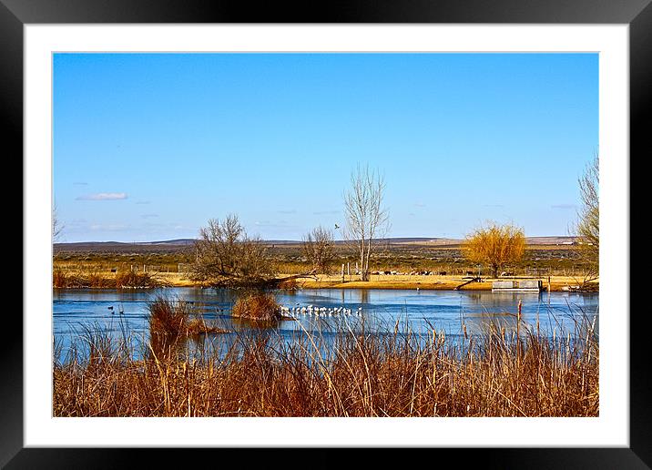 The Seagulls Framed Mounted Print by Irina Walker