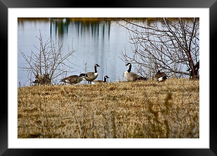 The Resting Place Framed Mounted Print by Irina Walker