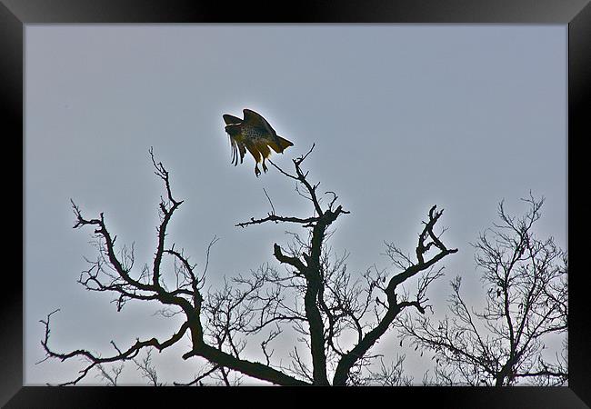 Take Off Framed Print by Irina Walker