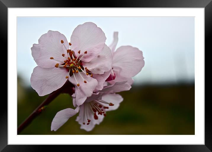 Almond Blossom Framed Mounted Print by Irina Walker