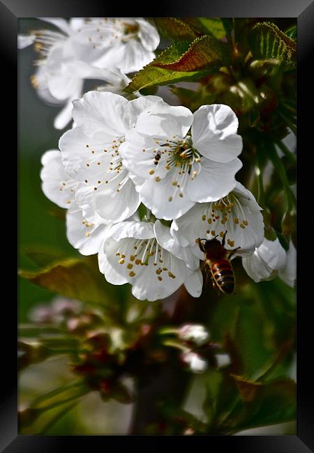 Cherry Blossoms with Honey Bee Framed Print by Irina Walker