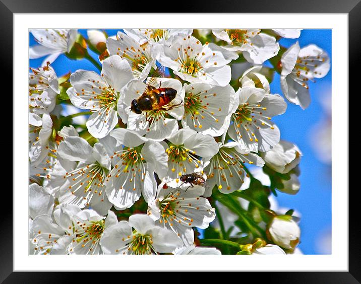 Cherry Blooms with Honey Bee Framed Mounted Print by Irina Walker