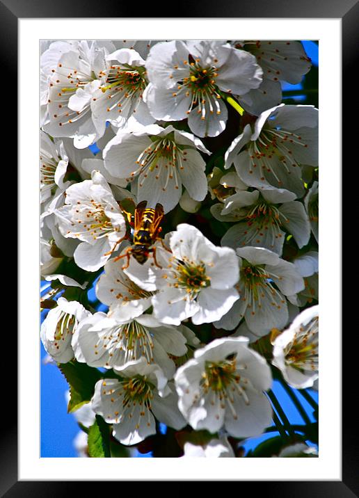Cherry Blossom with a visitor! Framed Mounted Print by Irina Walker