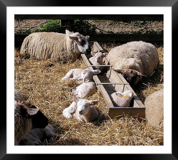 Lambing Time Framed Mounted Print by Ray Lewis