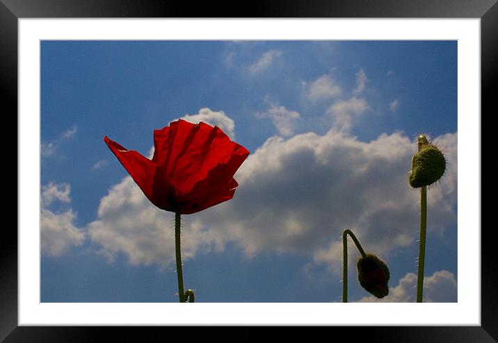 Reaching for the Sun Framed Mounted Print by Steven Shea