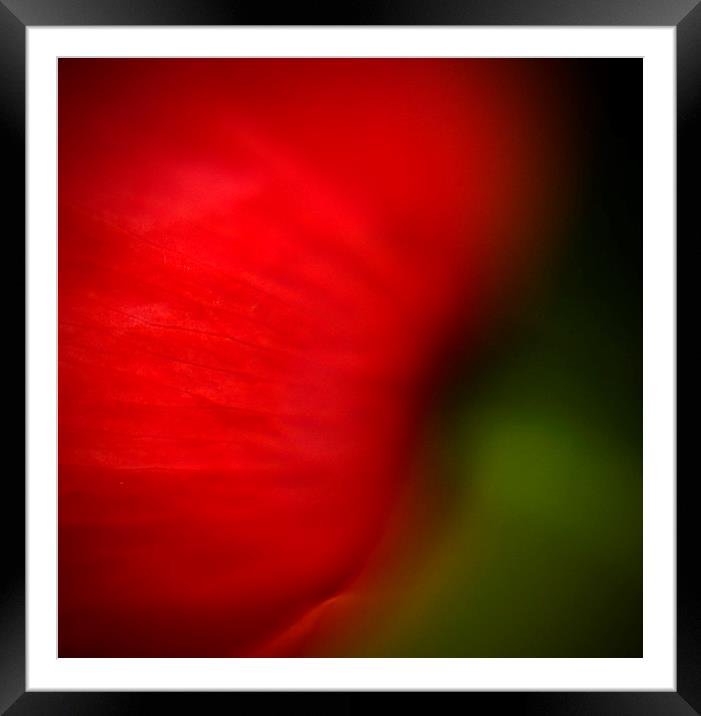 Abstract Poppy Framed Mounted Print by Steven Shea