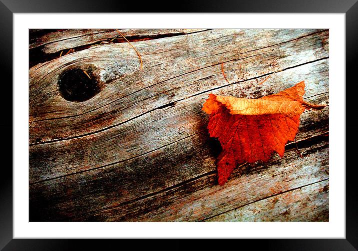 Autumn Leaf in Bourne Woods Framed Mounted Print by Steven Shea