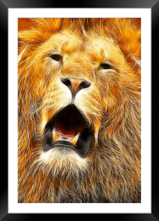 The Lions roar Framed Mounted Print by Steven Shea