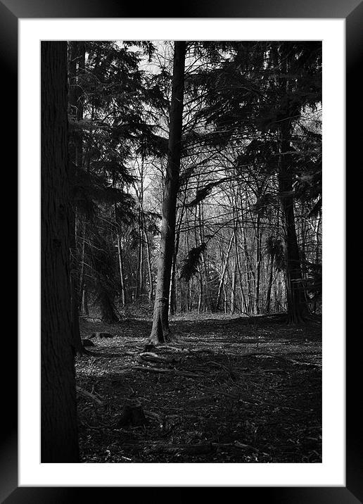 Sulham Woods Framed Mounted Print by Pam Martin