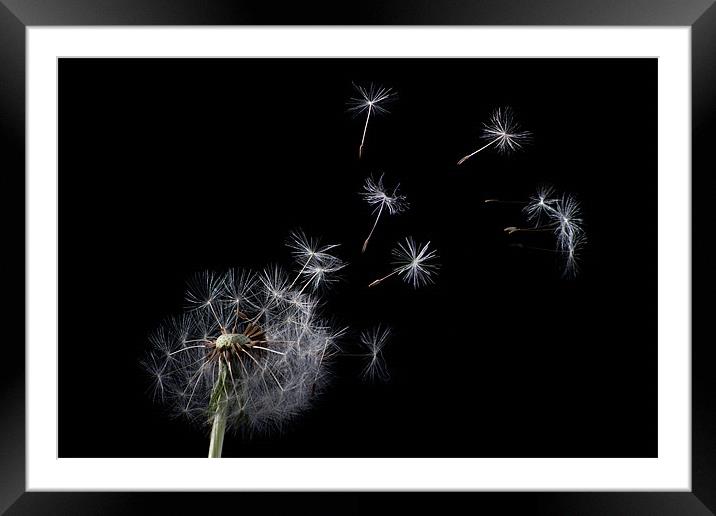 Dandelion Framed Mounted Print by Pam Martin