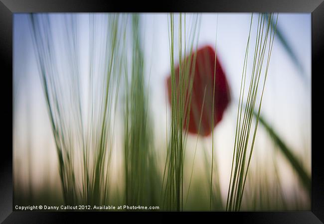 Poppy in Barley Framed Print by Danny Callcut