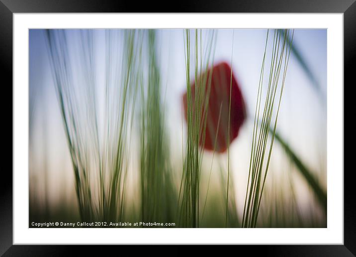Poppy in Barley Framed Mounted Print by Danny Callcut