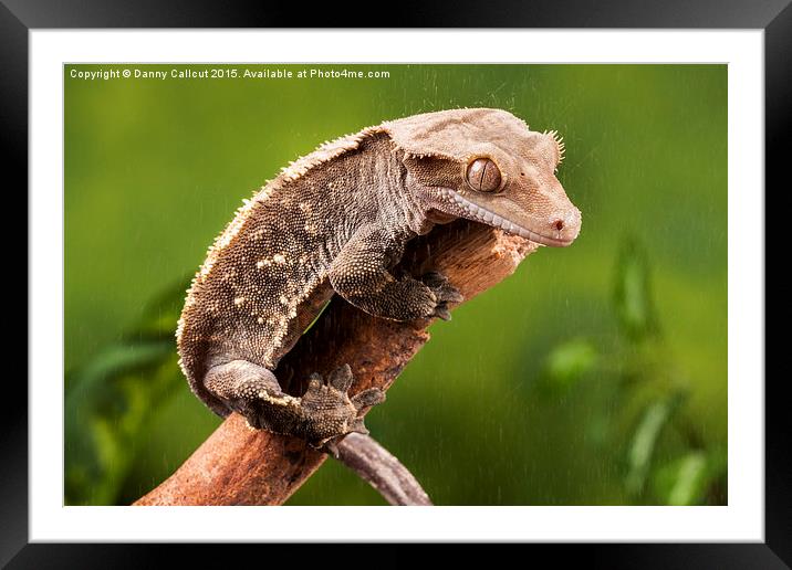 New Caledonian Crested Gecko Framed Mounted Print by Danny Callcut