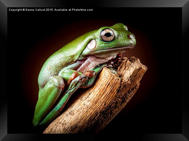 White's Tree Frog Framed Print by Danny Callcut