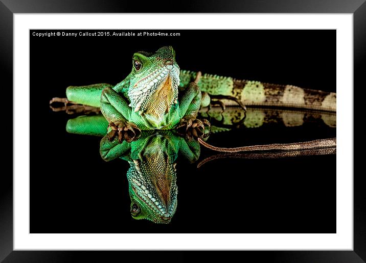 Chinese Water Dragon Framed Mounted Print by Danny Callcut