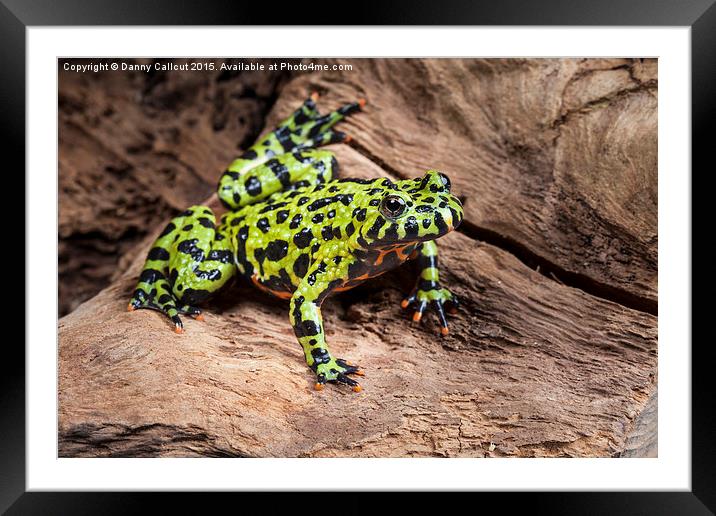 Oriental fire-bellied toad Framed Mounted Print by Danny Callcut