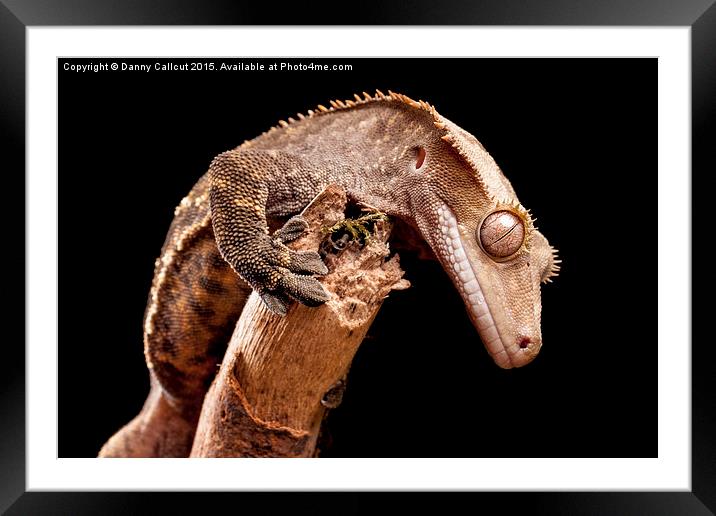 New Caledonian Crested Gecko Framed Mounted Print by Danny Callcut