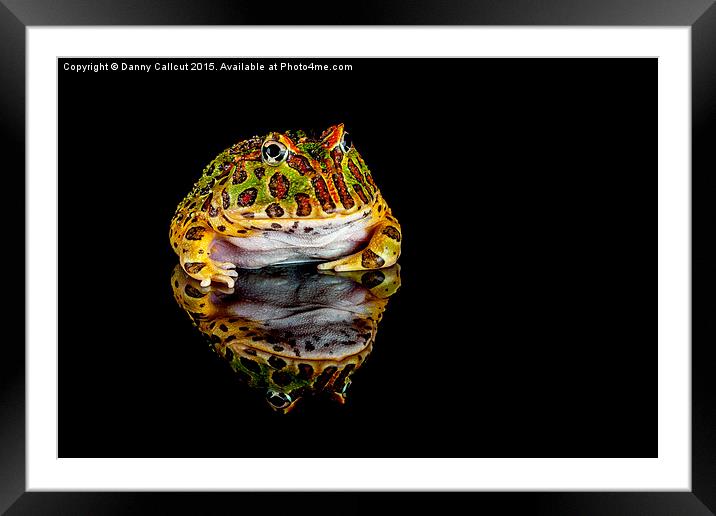  Argentine horned frog Framed Mounted Print by Danny Callcut
