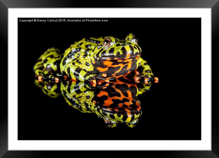 Oriental fire-bellied toad Framed Mounted Print by Danny Callcut