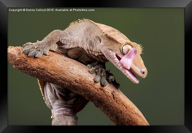  New Caledonian Crested Gecko Framed Print by Danny Callcut