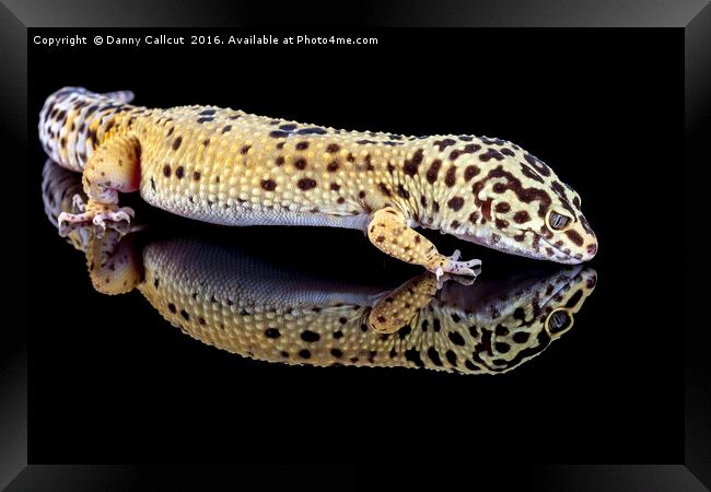 Leopard Gecko Framed Print by Danny Callcut