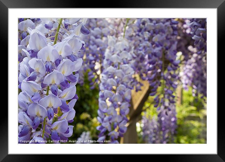 Wisteria Framed Mounted Print by Danny Callcut