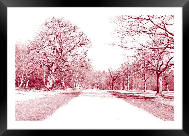 Tinted avenues Framed Mounted Print by Ashley Paddon