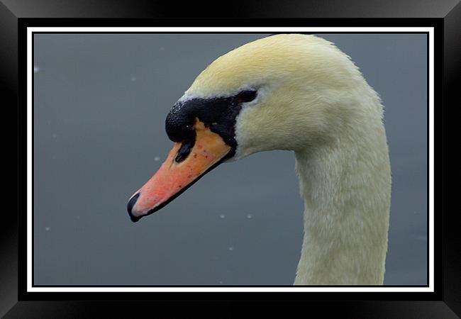 Swan head Framed Print by Ashley Paddon