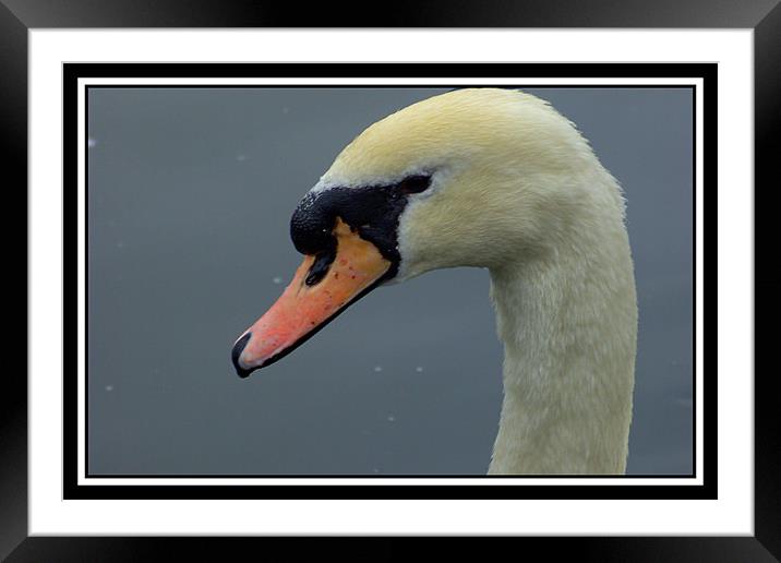 Swan head Framed Mounted Print by Ashley Paddon