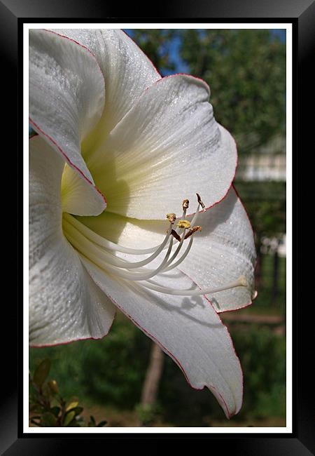 White rhododendron flower, close up Framed Print by Ashley Paddon