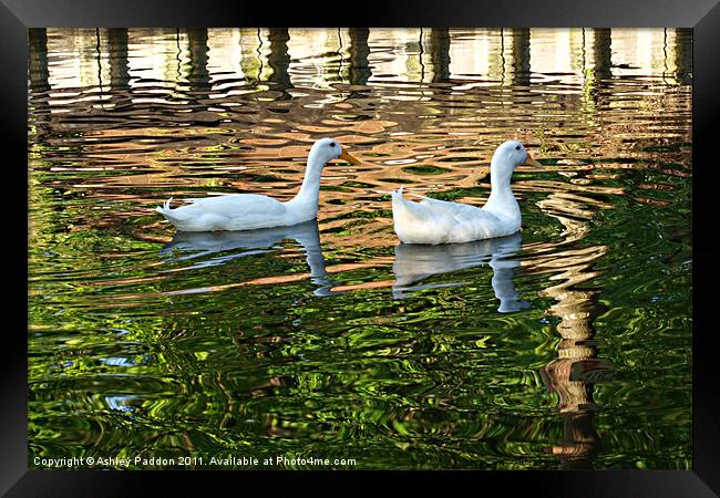 White ducks in ripples Framed Print by Ashley Paddon