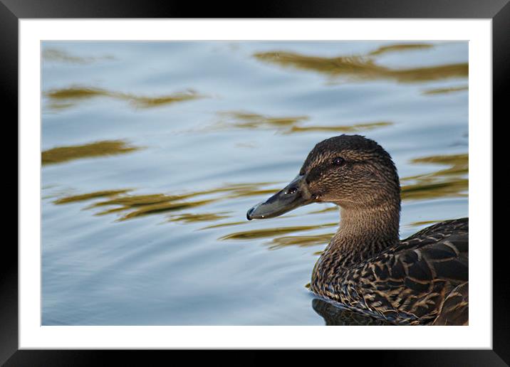 Mallard Framed Mounted Print by Ashley Paddon