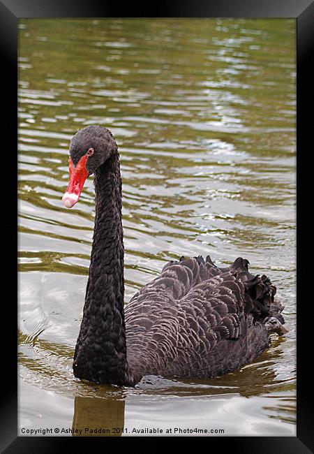 Black swan Framed Print by Ashley Paddon