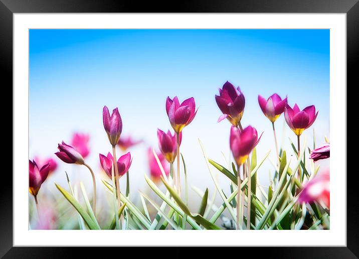 Crocus at Pensthorpe Framed Mounted Print by David Blake