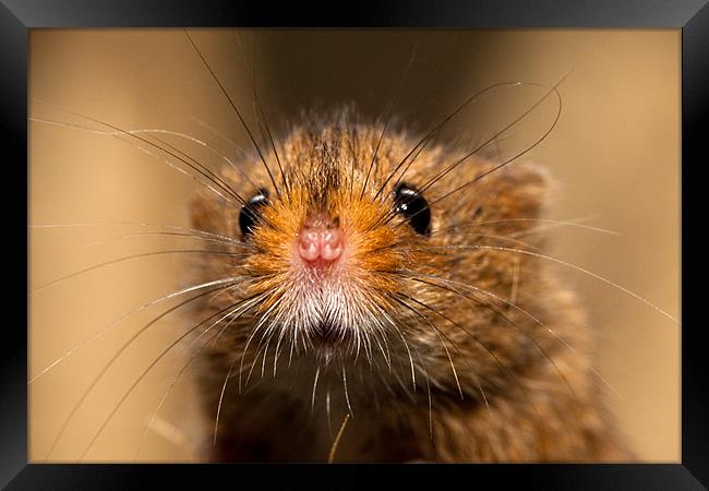 Harvest Mouse Close Up Framed Print by David Blake