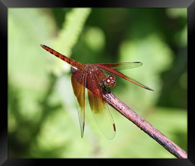 Red Dragon Fly Framed Print by Bob Johnson